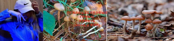 шишки Струнино